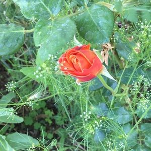 Meet your Posher, Bridgette